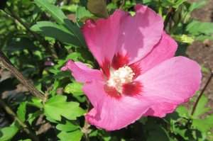 Hibiscus syriacus 'Woodbridge'   ketmia syryjska 'Woodbridge'