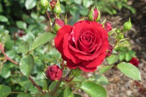 Rosa 'Deep Impression'   róża