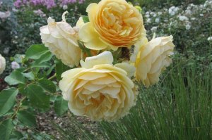 Rosa 'Graham Thomas'   róża