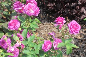 Rosa 'Heidi Klum'   róża