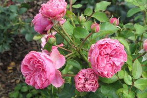 Rosa 'Leonardo da Vinci'   róża