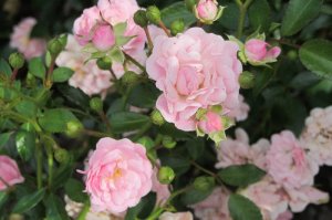 Rosa 'Lovely Fairy'   róża