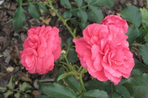 Rosa 'Rosarium Utersen'
