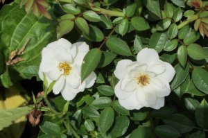 Rosa 'White Cover'   róża