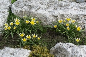 Tulipany botaniczne na skalniaku   