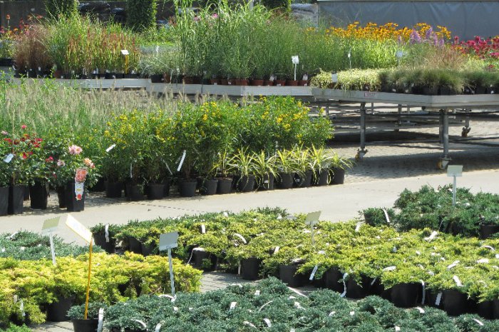 Centrum Ogrodnicze w sierpniu 2015  118 