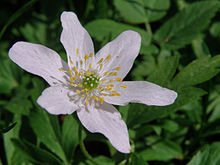 Wiosenne Kwiaty Pod Ochroną Wikipedia