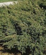 Juniperus comm green carpet
