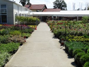 1 wrzesień 2017 w Centrum Ogrodniczym KAPIAS  12 