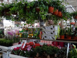 22 kwiecień 2017 Centrum Ogrodnicze KAPIAS  115 
