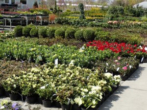 22 kwiecień 2017 Centrum Ogrodnicze KAPIAS  134 