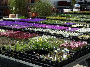 22 kwiecień 2017 Centrum Ogrodnicze KAPIAS  75 