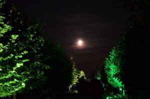 36 Noc w Ogrodzie 2014   fot  J  Skibiński