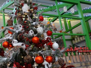 Boże Narodzenie 2016   Centrum Ogrodnicze KAPIAS  27 