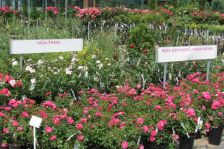 Centrum Ogrodnicze - róże w pełnej krasie