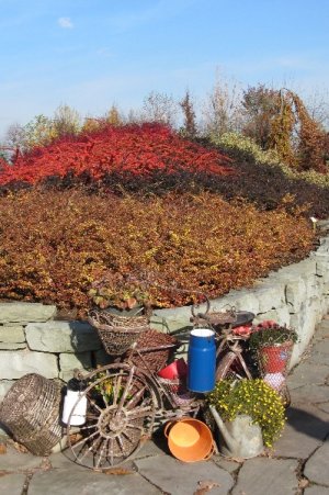 Czerwone berberysy  jesienny rower   