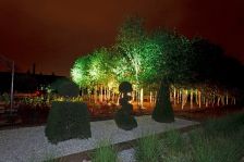 Noc w Ogrodzie - cisy formowane na tle brzozowego gaju  - lipiec 2013
