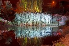 Noc w Ogrodzie - trzcina na stawie - lipiec 2013 