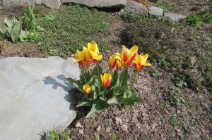 Pierwsze tulipany w ogrodzie wiejskim   