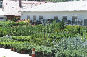 początek lipca 2016 Centrum Ogrodnicze  71 