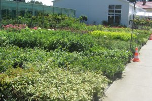 początek lipca 2016 Centrum Ogrodnicze  73 