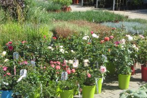 początek lipca 2016 Centrum Ogrodnicze  9 