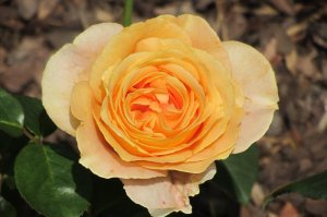 Rosa 'Candlelight'   róża