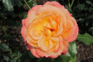 Rosa 'Edelrose Speelwark'   róża