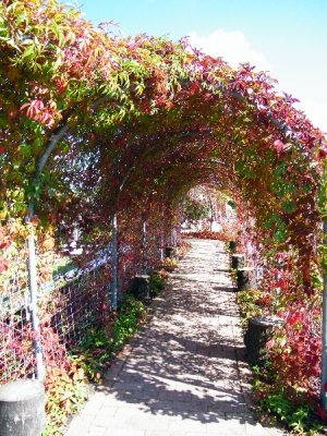 Zaczarowany Ogród   tunel porośnięty winobluszczem   RCh sierpień